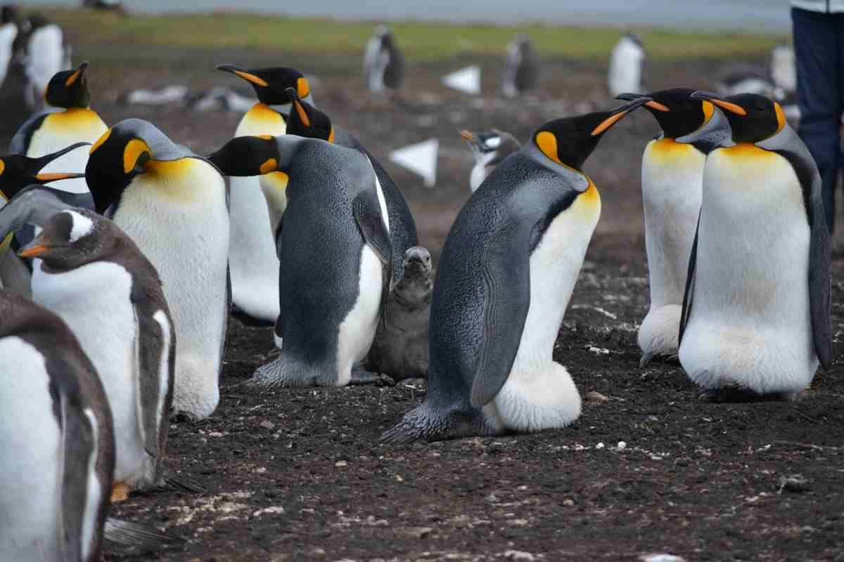 Pinguini giganti, esistevano e sono stai scoperti