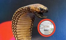 Cobra attacco