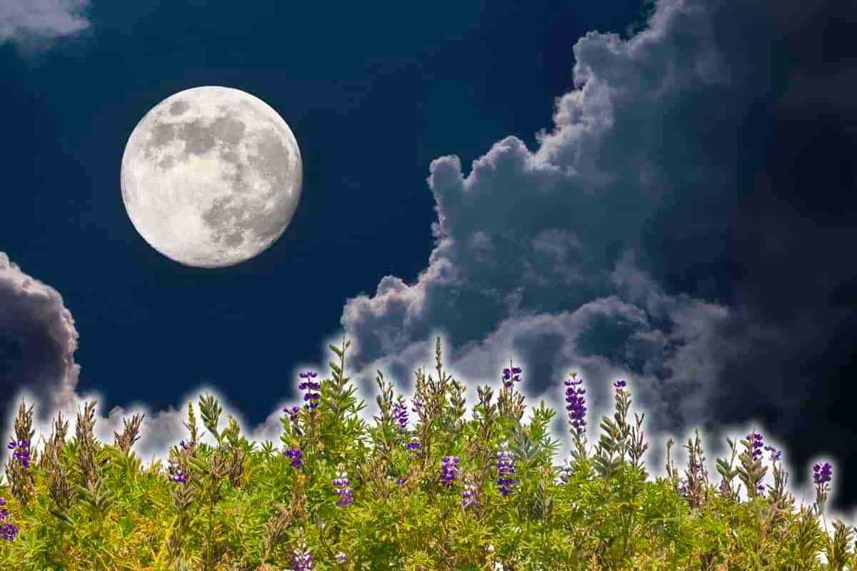 Piante crescere Luna: scoperta NASA
